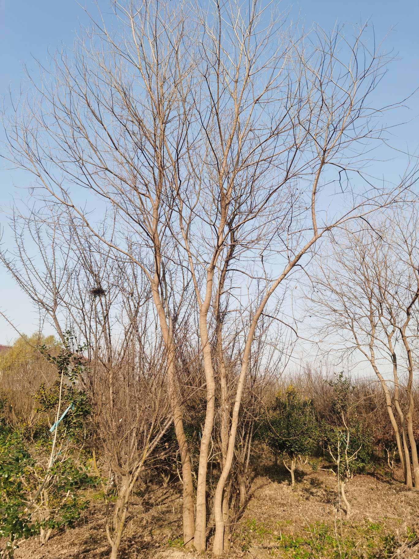 40公分(4杆)丛生乌桕