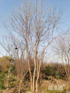 40公分(4杆)丛生乌桕