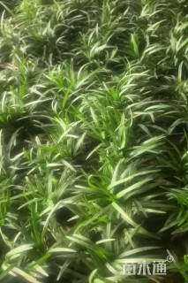 高度5厘米玉龙草