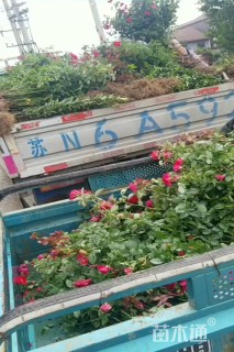 高度50厘米月季