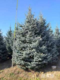 7公分科罗拉多蓝杉