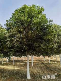 17公分秋紫白蜡