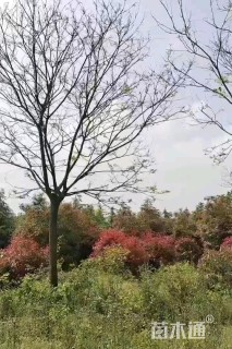 16公分国槐