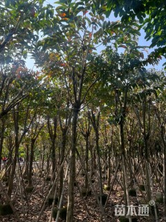 12公分大叶紫薇