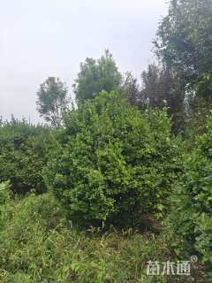 冠幅250厘米卫矛球