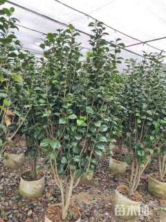 高度200厘米茶花