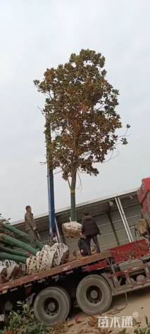 15公分广玉兰