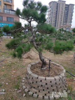 12公分造型黑松