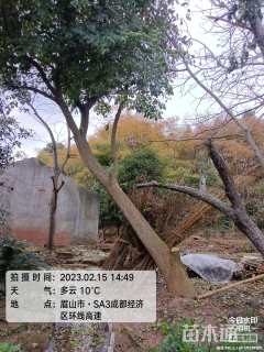 60公分海南菜豆树