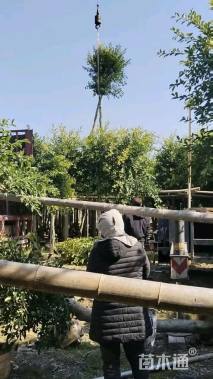 12公分小叶榕