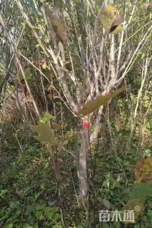 高度180厘米木槿