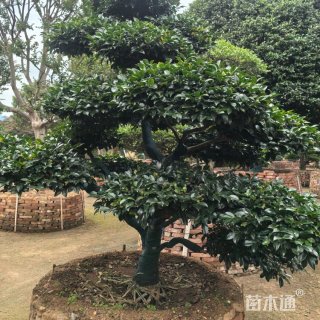 高度240厘米日本茶梅