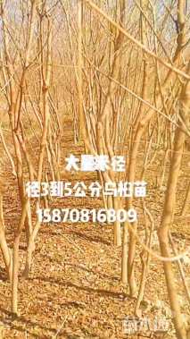 3公分朴树
