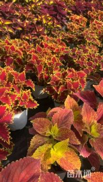 高度30厘米彩叶草