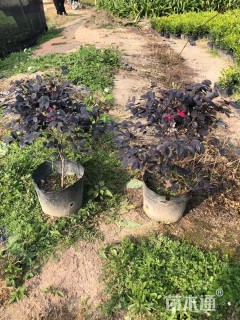 高度40厘米红花继木小苗