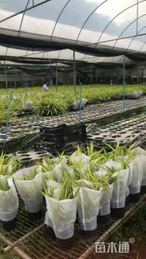 高度100厘米露兜