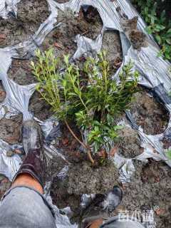 高度40厘米春鹃