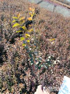 高度45厘米金叶女贞