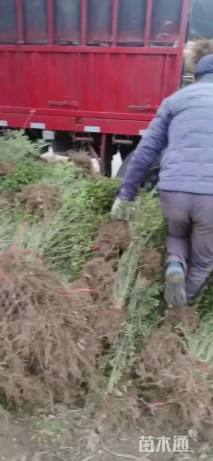 高度100厘米大叶黄杨