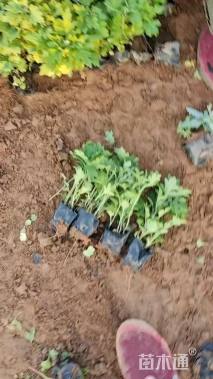 高度20厘米地被菊