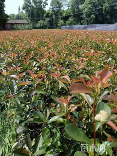 0.2公分红叶石楠