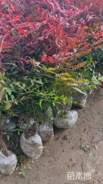 高度35厘米红天竹