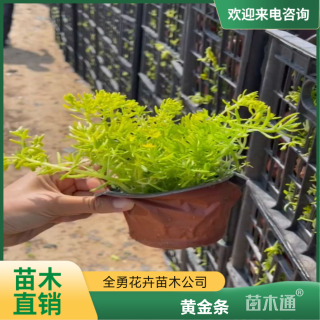 高度15厘米黄金条