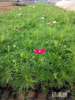 高度20厘米波斯菊