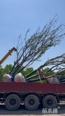 50公分(4杆)丛生乌桕