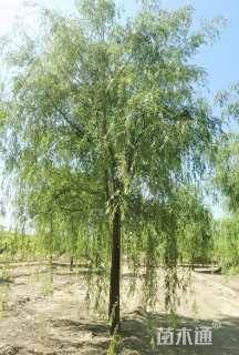 18公分速生垂柳