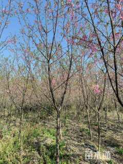 冠幅200厘米红叶石楠球