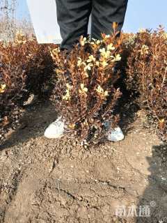 冠幅50厘米瓜子黄杨球