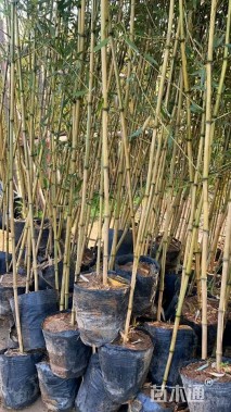 高度100厘米玉竹