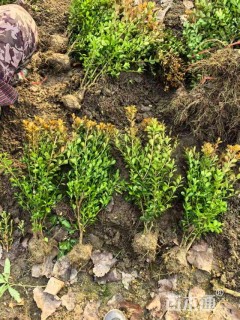 高度30厘米瓜子黄杨