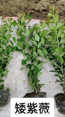 高度20厘米矮紫薇小苗