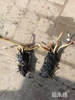 高度20厘米睡莲