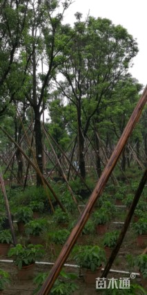 20公分香樟