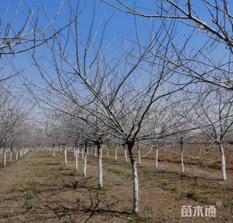 9公分白兰地海棠