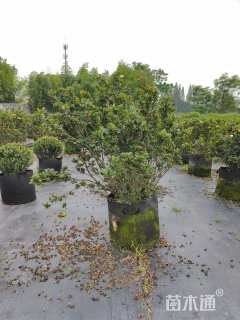 高度60厘米栀子