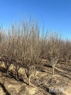 高度230厘米木槿