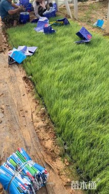 高度20厘米粉黛乱子草