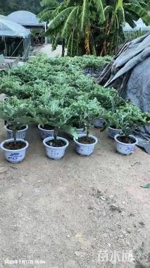 高度40厘米白衣仙女之舞