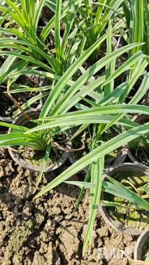 高度20厘米常绿萱草