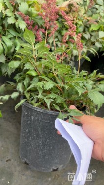 高度20厘米落新妇