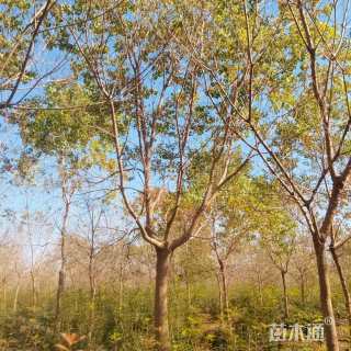17公分乌桕