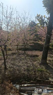 8公分红粉佳人樱