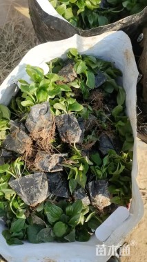 高度15厘米松果菊