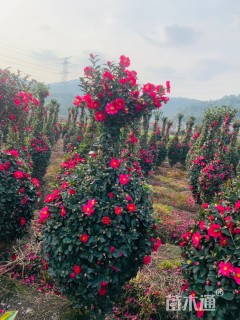 高度180厘米茶梅
