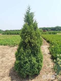 高度180厘米望都塔桧