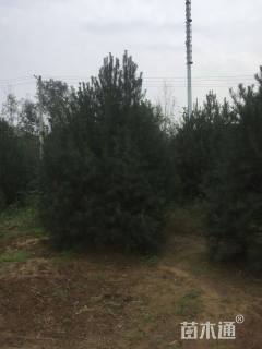 高度100厘米白皮松